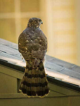 Backyard Cooper's Hawk