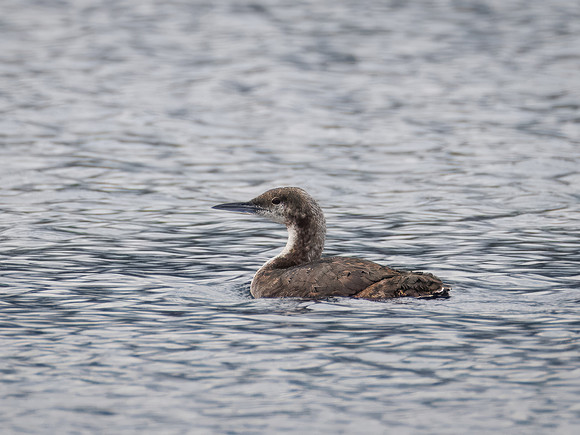 Pacific Loon in ONP
