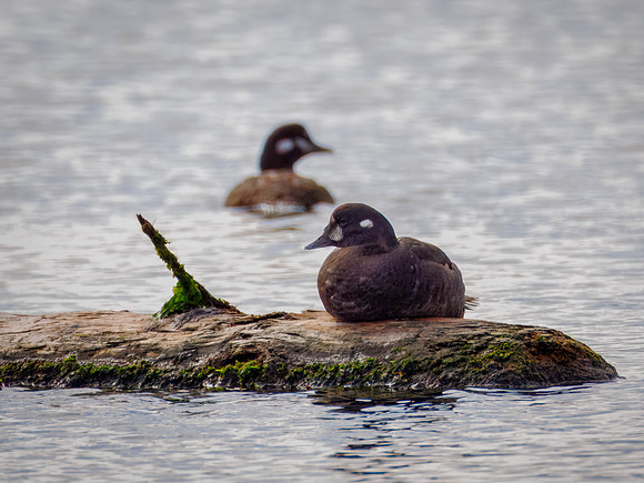 Harlequin Duck in ONP