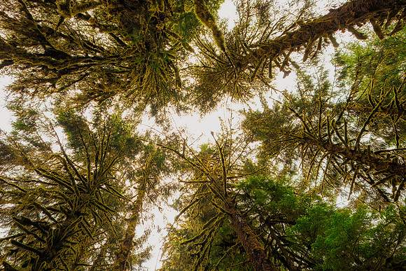 Hoh Rainforest