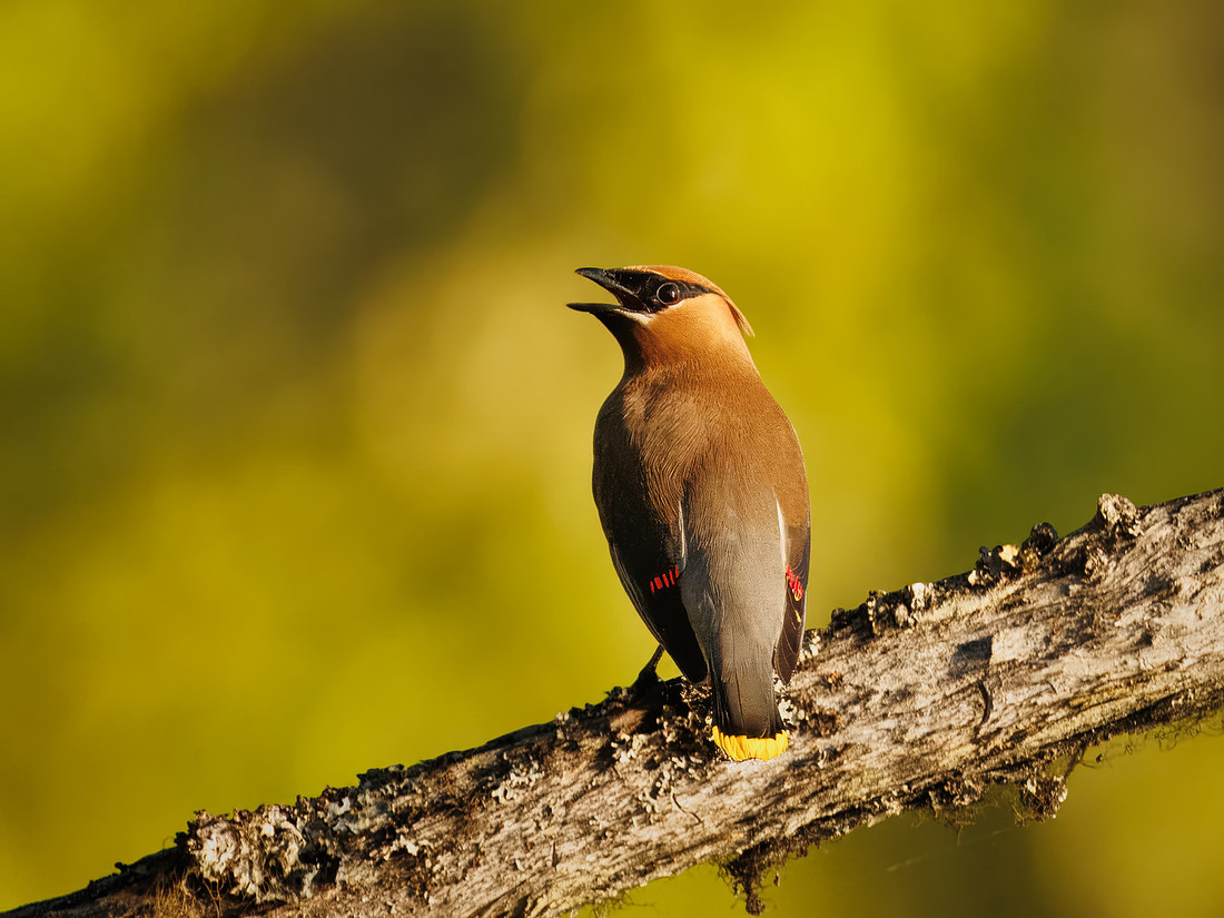 Cedar Waxwing at Glacier National Park