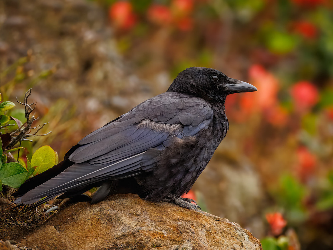 Crow in ONP