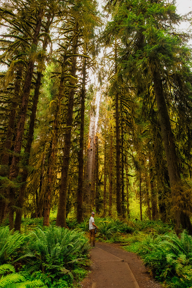 Hoh Rainforest