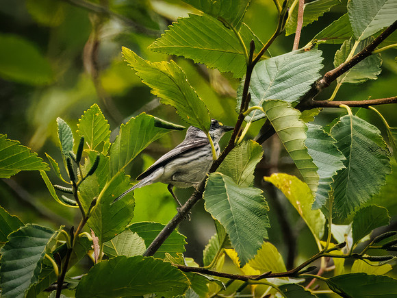 Black-throated Gray Warbler in ONP
