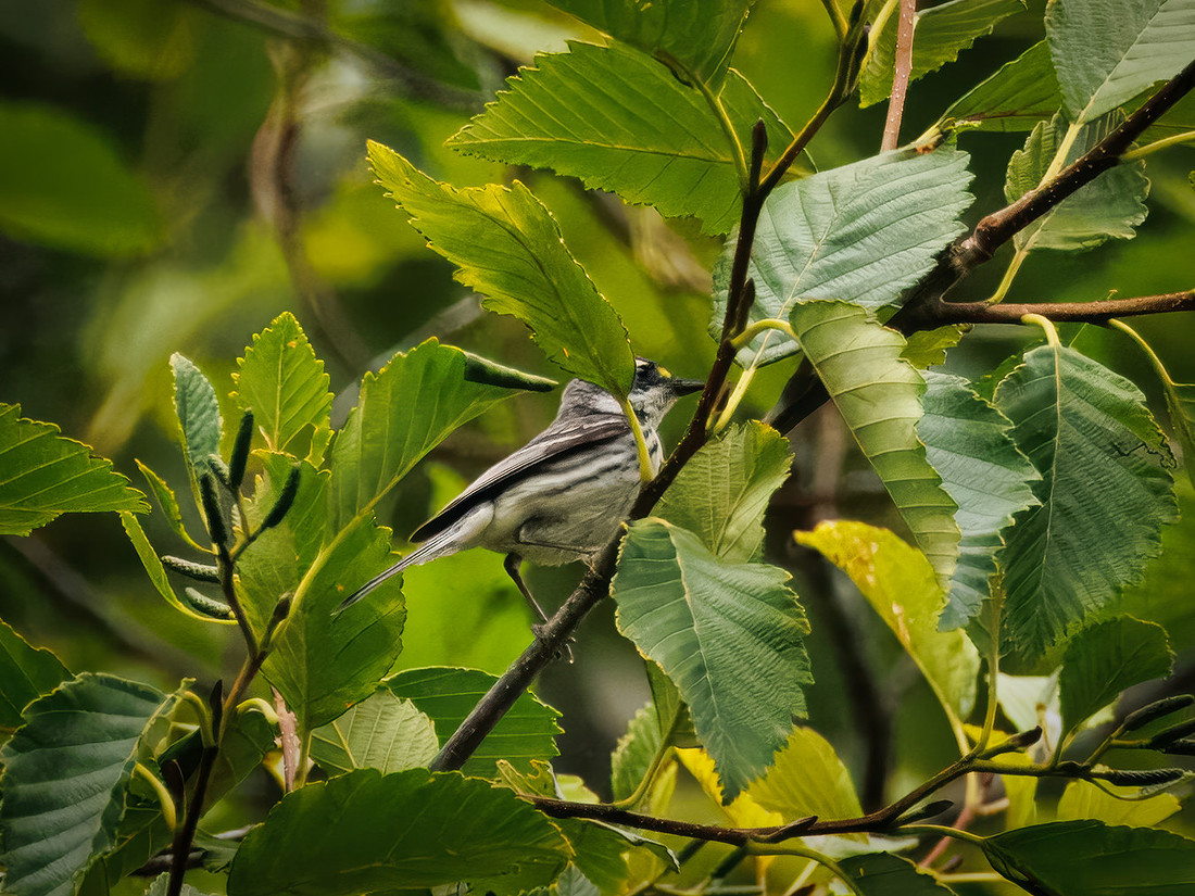 Black-throated Gray Warbler in ONP
