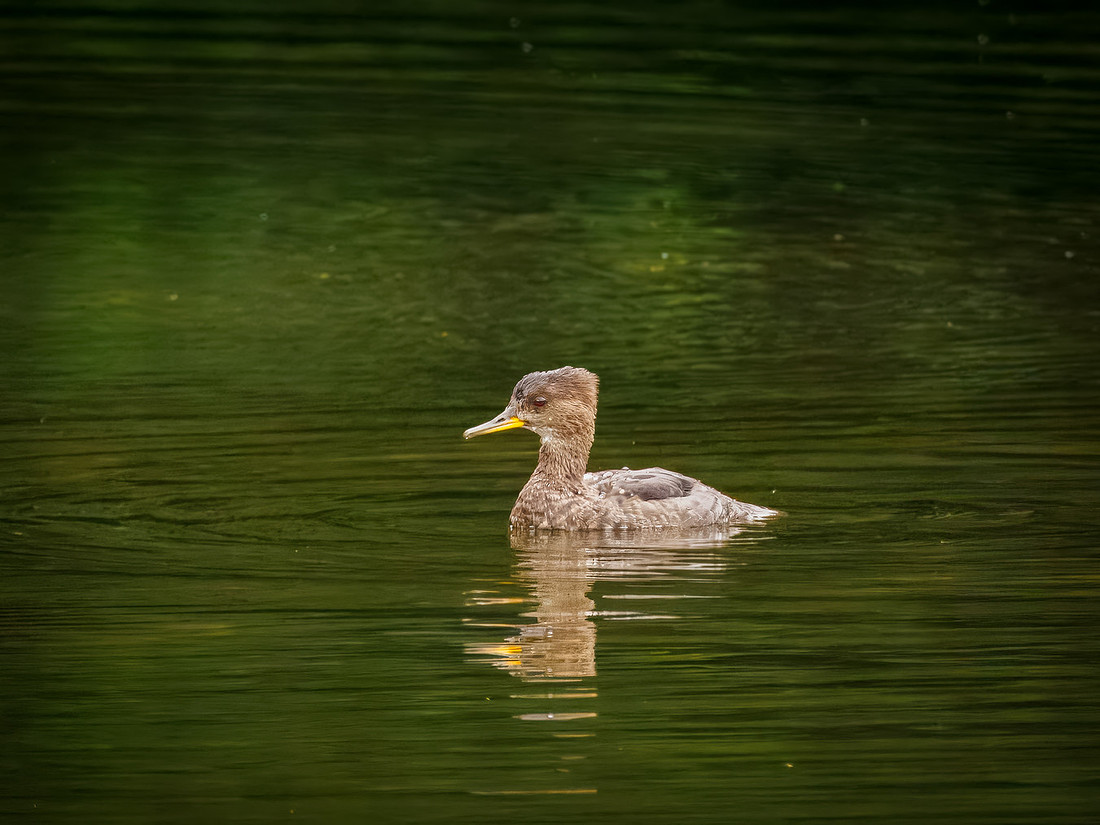 Hooded Merganser in ONP