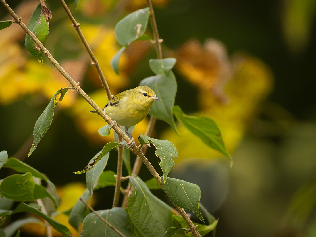 Tennessee Warbler
