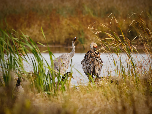 Sandhill Cranes in Indiana Dunes National Park