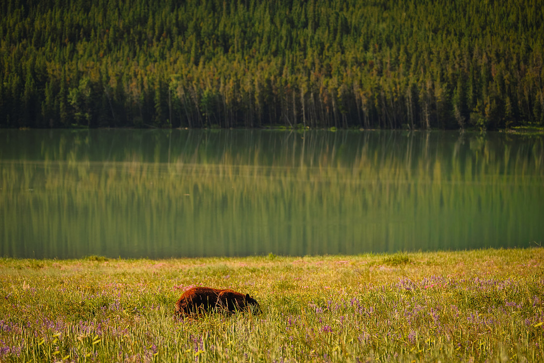 Black Bear of Glacier National Park
