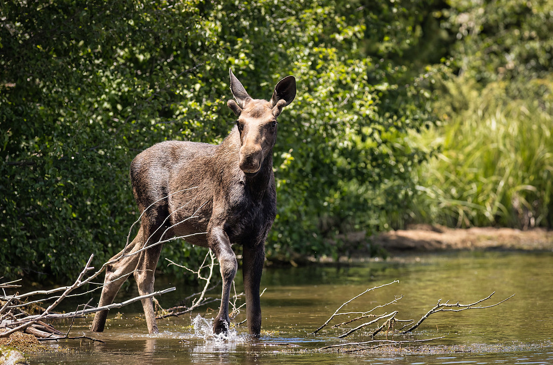 Grand Lake Colorado Moose