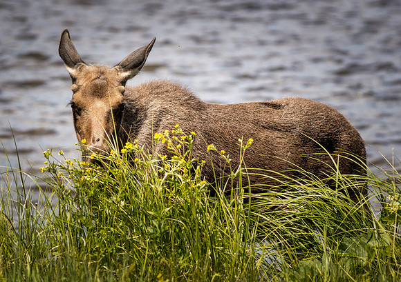Grand Lake Colorado Moose