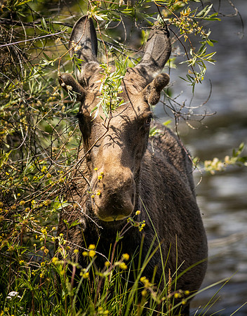 Grand Lake Colorado Moose