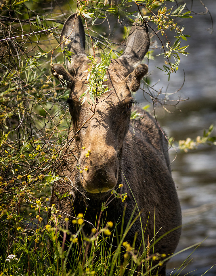 Grand Lake Colorado Moose