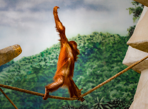 Balancing Orangutan