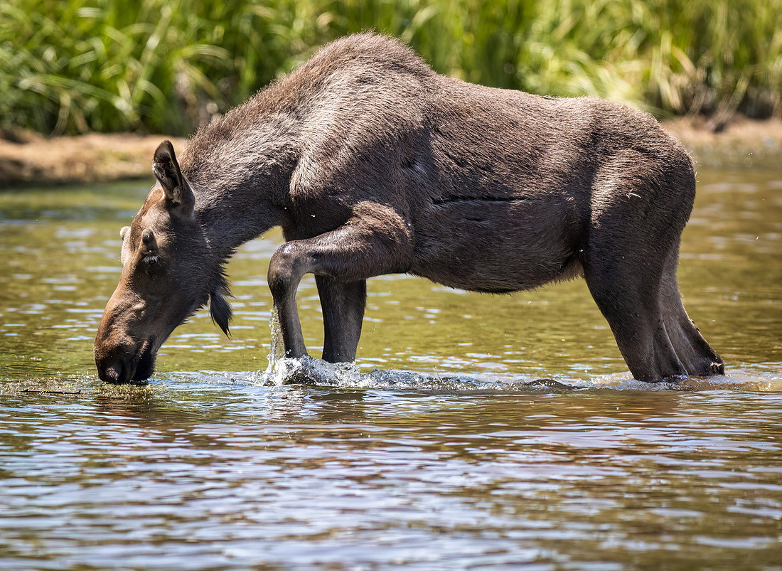Grand Lake Colorado Moose