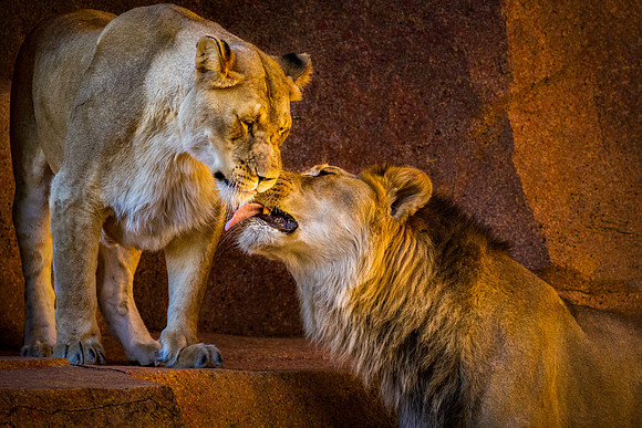 Lion Love