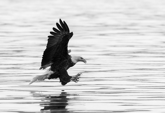 Eagle Locked On