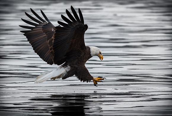 Eagle Fishing is a Thing of Beauty