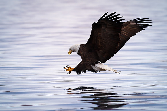 American Treasure the Eagle