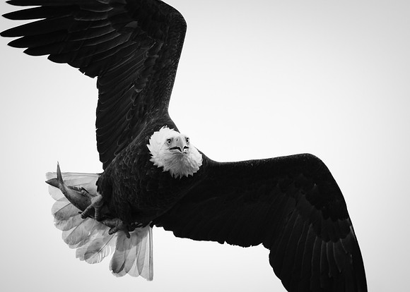 Eagle Jaw Drop