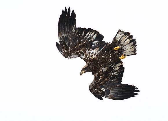Flying Art