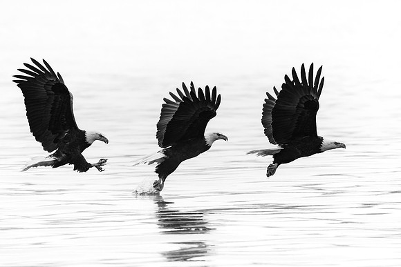 Eagle Fishing Sequence on a Foggy Day