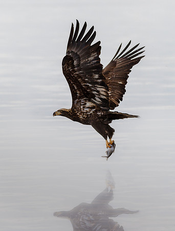 Young Eagle with a Fish in the Fog
