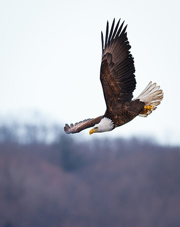 Beautiful Eagle Dive