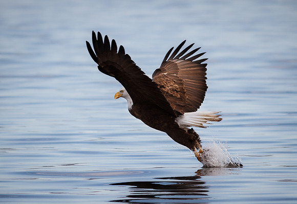 Capturing the Catch
