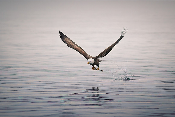 A Beautiful Catch