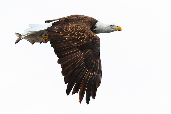 Profile of an Eagle Flyby