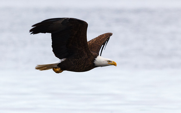 Stunning Eagle Flyby