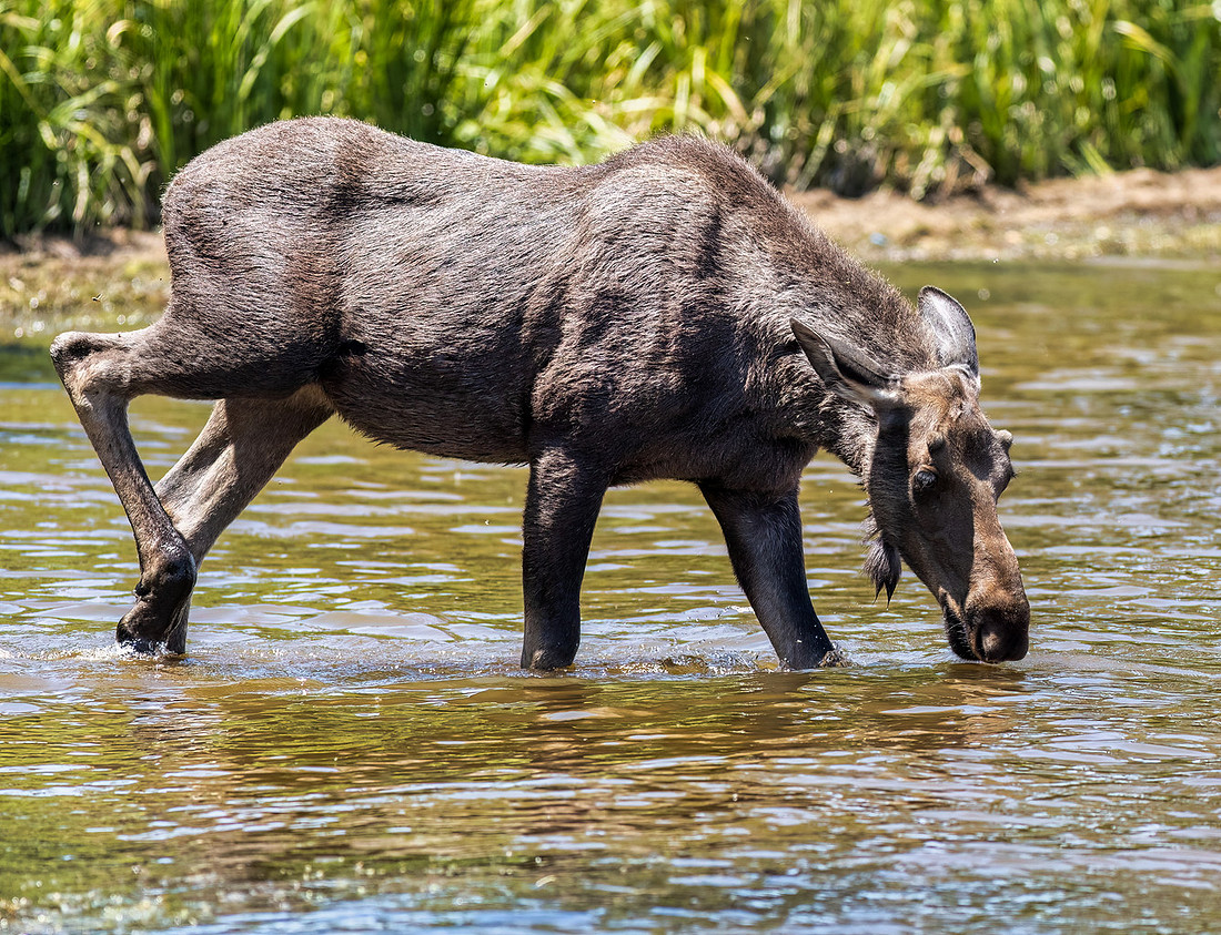 Grand Lake Colorado Moose