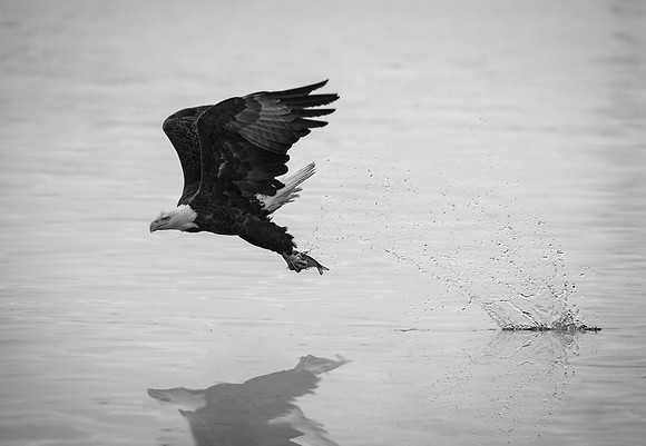 Eagle Fishing in Black and White (Dramatic Edit)