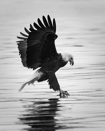 Portrait of a Fishing Eagle