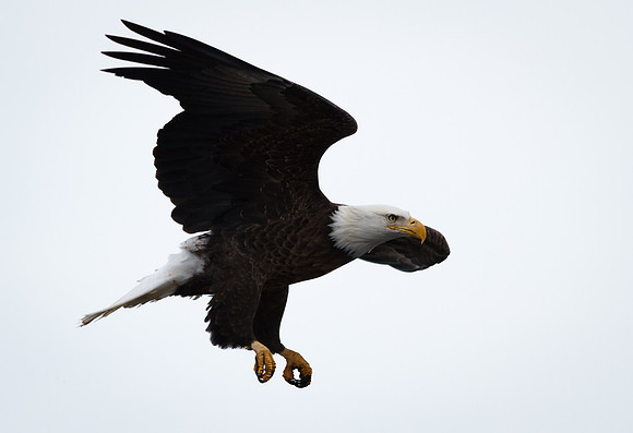Eagle Beauty