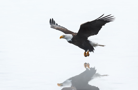 Gliding Over a Foggy River