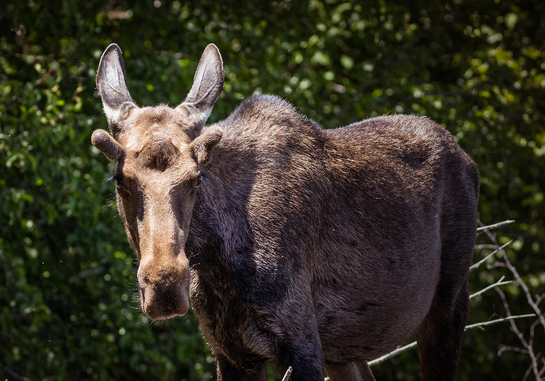 Grand Lake Colorado Moose