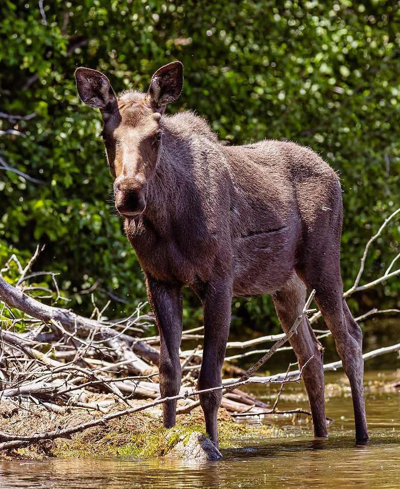 Grand Lake Colorado Moose