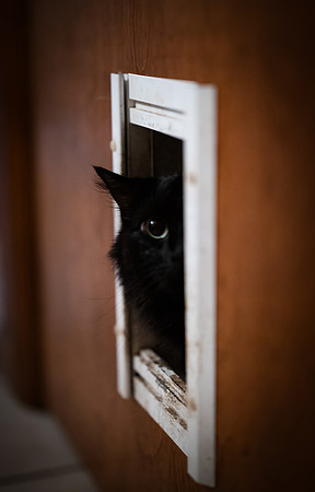 2023 Fur Babies-8