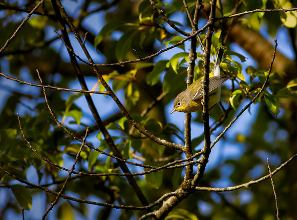 Vibrant Magnolia Warbler-2