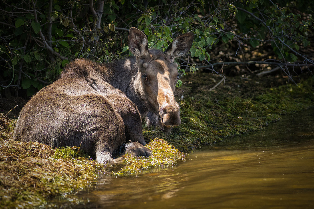 Grand Lake Colorado Moose