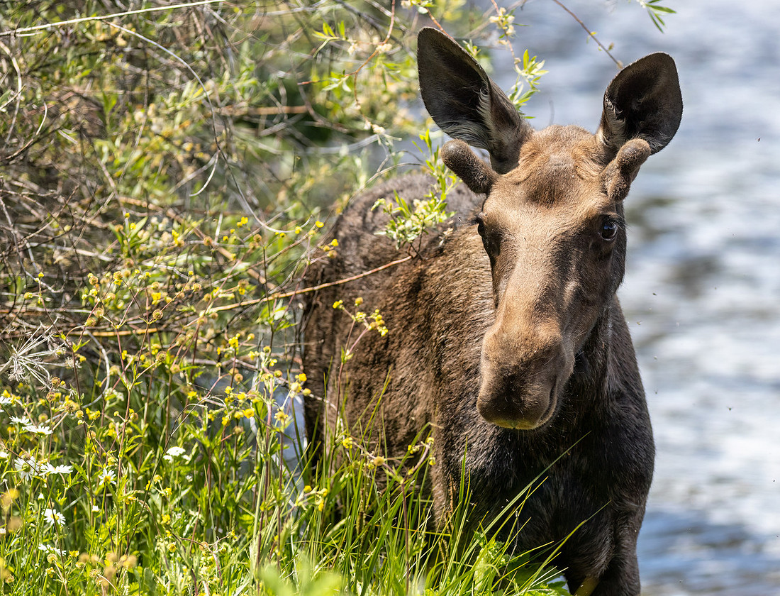 Grand Lake Colorado Moose