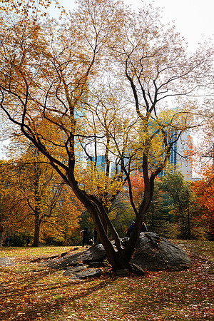 New York 163