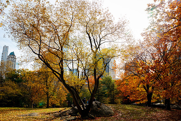 New York 164