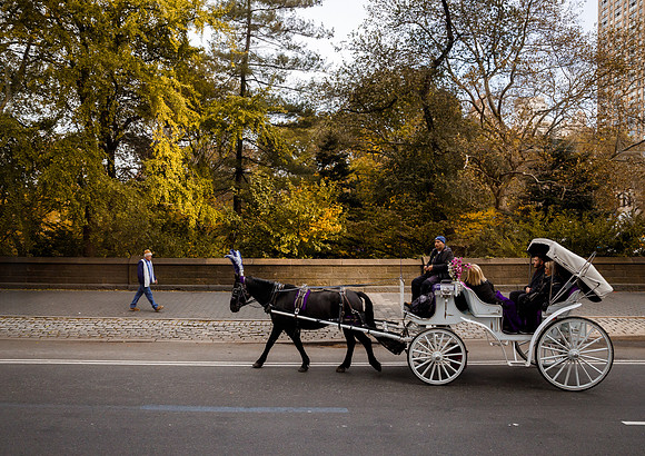 New York 239
