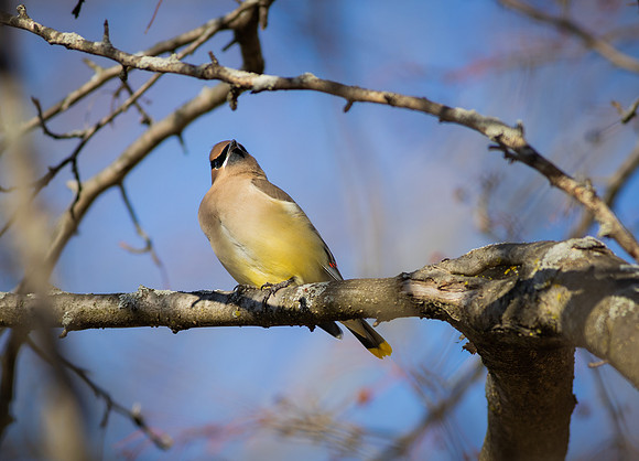 Cedar Waxwing 3