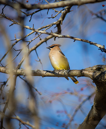 Cedar Waxwing 1