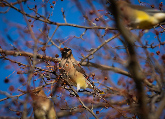 Cedar Waxwing 51