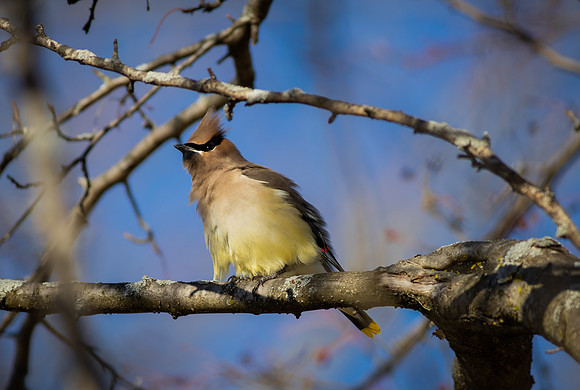 Cedar Waxwing 4